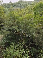 山鸡椒记录影像