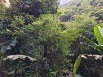 水团花记录影像