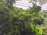 香叶树记录影像