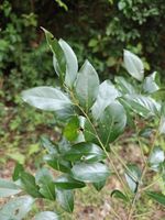香叶树记录影像