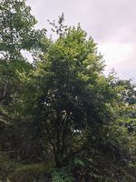 香叶树记录影像