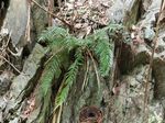 狭翅铁角蕨记录影像