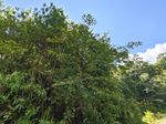 山鸡椒记录影像