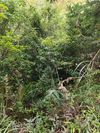 山茶属