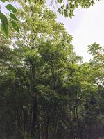 香叶树记录影像