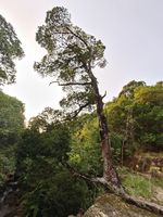 红豆属记录影像