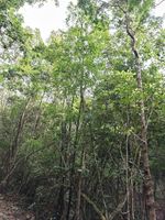 山矾属记录影像