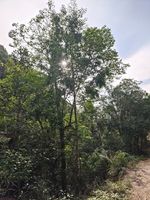 五列木记录影像