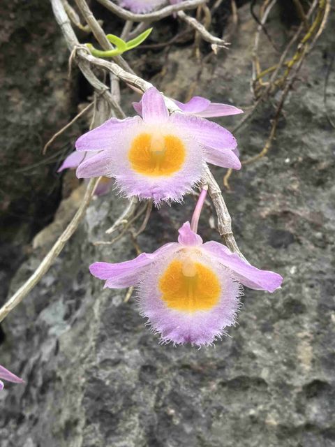 美花石斛物种影像