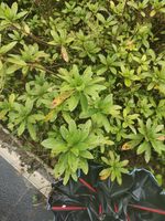 杜鹃记录影像