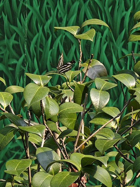 山茶