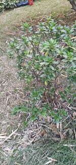 杜鹃记录影像