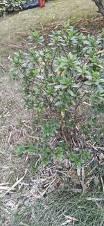 杜鹃记录影像