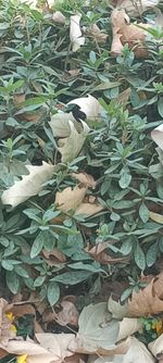 杜鹃记录影像