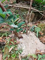 杜鹃叶山茶记录影像