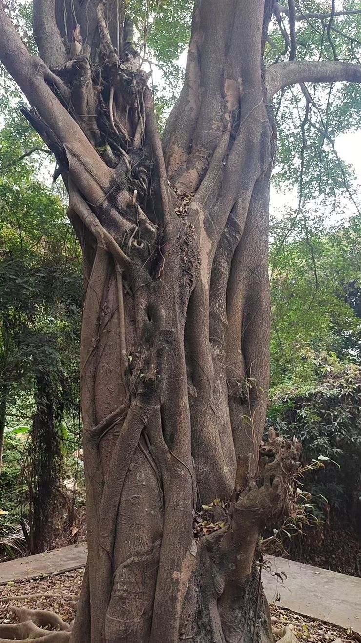 Ficus microcarpa