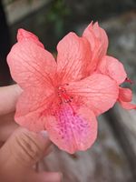 杜鹃记录影像