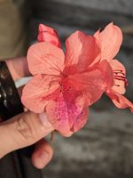 杜鹃记录影像