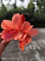 杜鹃记录影像