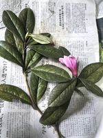 杜鹃记录影像
