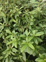 杜鹃记录影像