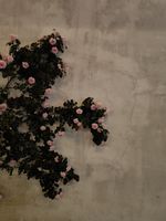 杜鹃记录影像