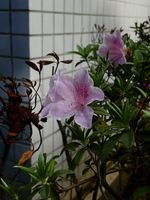 杜鹃记录影像