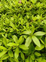 杜鹃记录影像