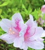 杜鹃记录影像
