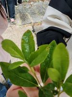 杜鹃记录影像