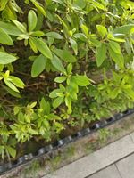 杜鹃记录影像