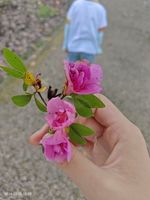 杜鹃记录影像
