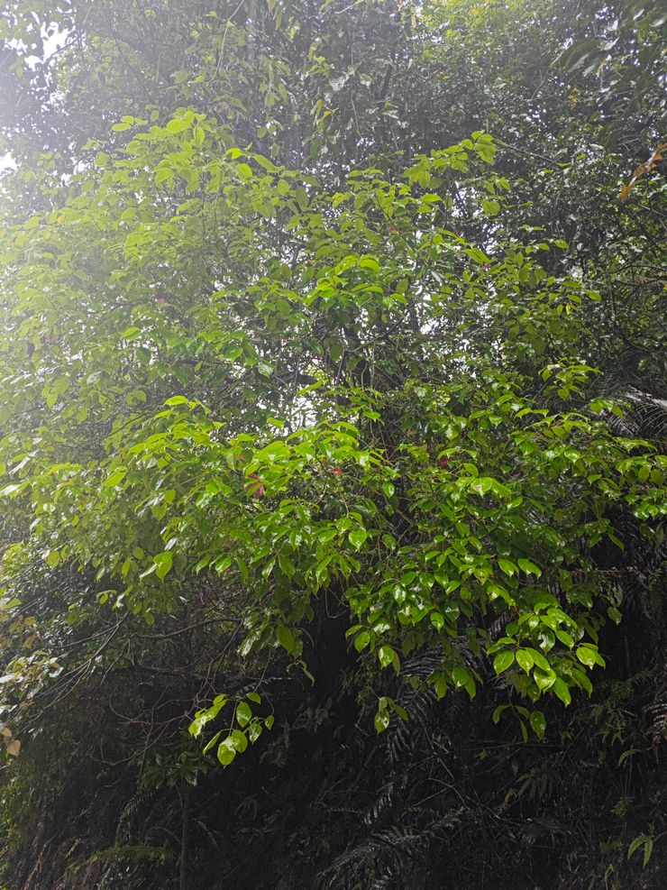Camphora parthenoxylon
