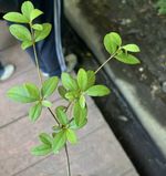 杜鹃记录影像