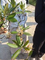 杜鹃记录影像