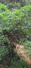 桫椤