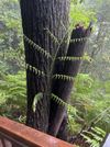 桫椤