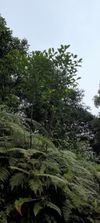 桫椤