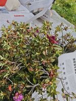 杜鹃记录影像