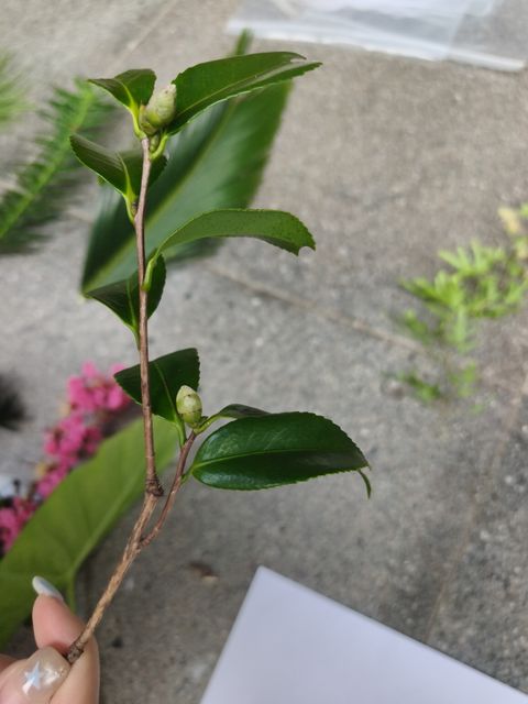 山茶