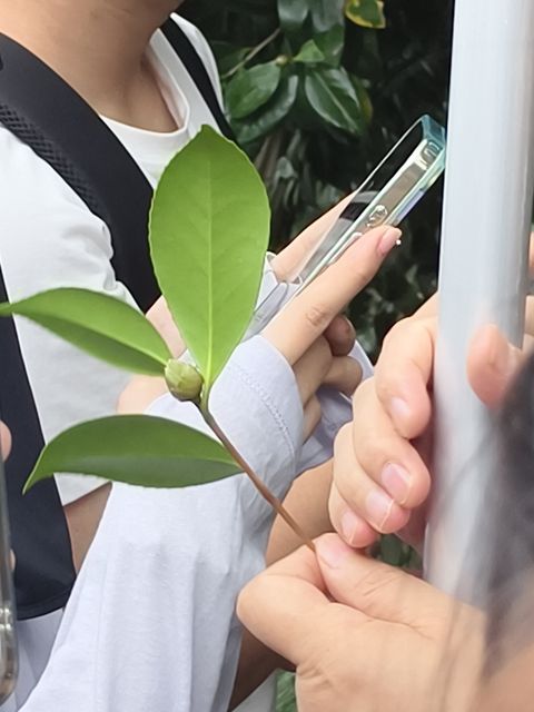 山茶