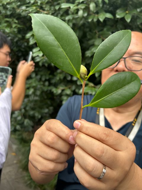 山茶