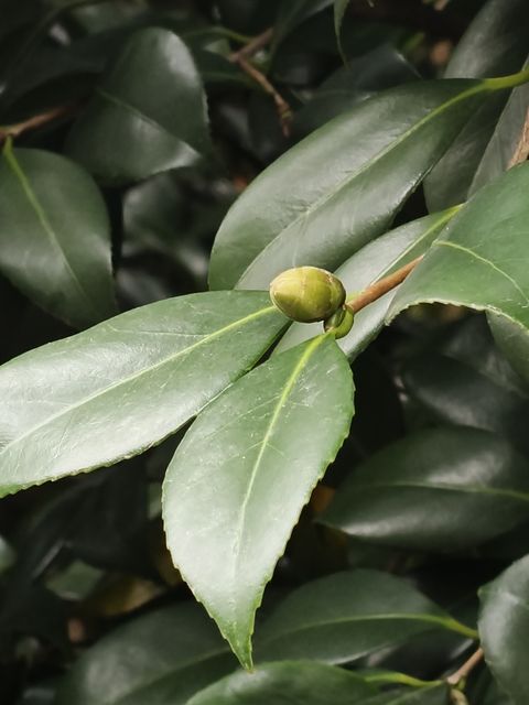 山茶