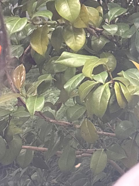 山茶记录影像