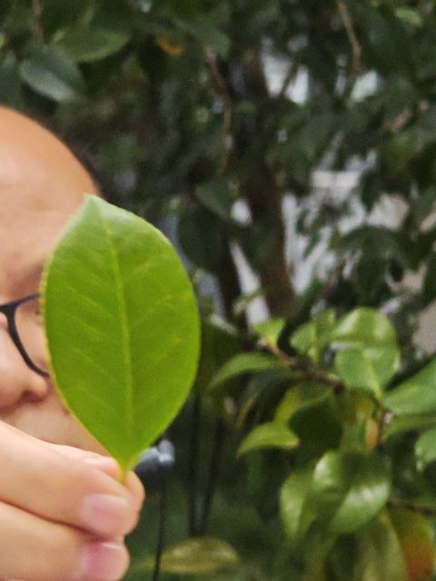 山茶