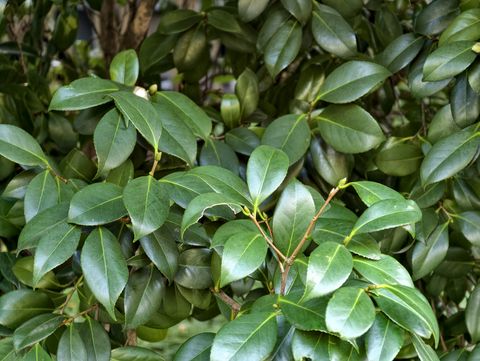 山茶