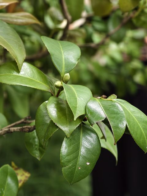 山茶记录影像
