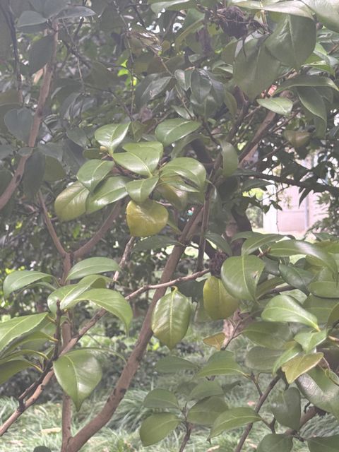 山茶记录影像