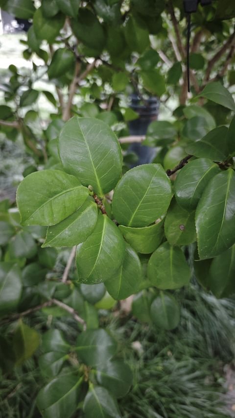 山茶