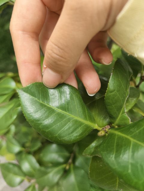 山茶